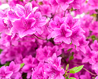 교화 철쭉 이미지