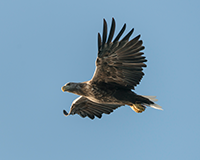 교조 독수리 이미지